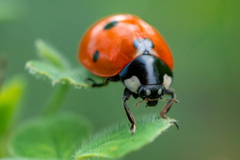Control Ladybug Infestations