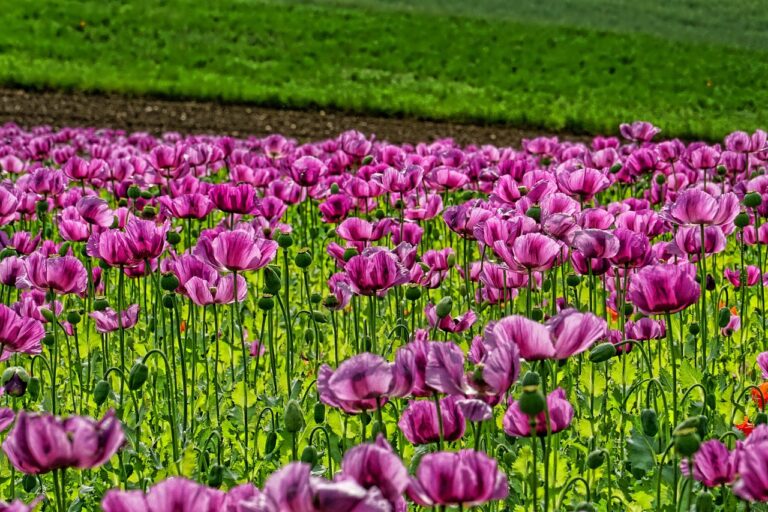 Transforming Your Garden
